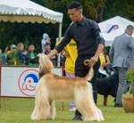 Thumbnail of Paris De Cuba Dakota