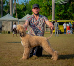 Thumbnail of Guaicanamar D’Puerta Elpidio