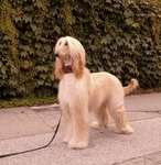 Thumbnail of Sunward Helvetica