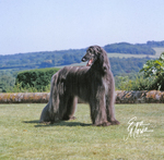 Thumbnail of Montravia Kaskarak Hitari