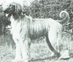 Thumbnail of Conygar Kanika
