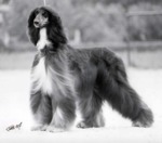 Thumbnail of El Khyrias Never The Less