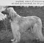 Thumbnail of Kashibi Khan Of Kuranda