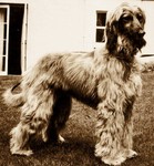 Thumbnail of Chandhara's Bilquis