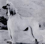 Thumbnail of Stormhill Silver Dream