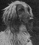 Thumbnail of Zandi Of Enriallic