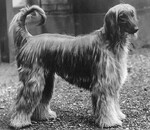 Thumbnail of Brantwood Hobah Caleb