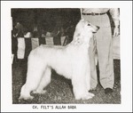 Thumbnail of Felt's Allah Baba