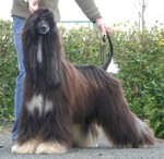 Thumbnail of Tancrede Du Menuel Galopin