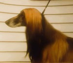 Thumbnail of Kazah Sheer Khan