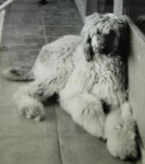 Thumbnail of Crown Crest Kabul (USA)