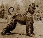 Thumbnail of Shirkhan Of Grandeur