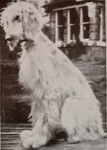 Thumbnail of Fellah Of Valdorern