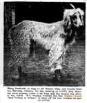 Thumbnail of Red Pathan Of Albaney