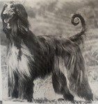 Thumbnail of Calahorra Turkish Dlyt