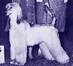 Thumbnail of Caravan's Blue Passion