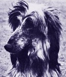 Thumbnail of Akaba's Blue Devil