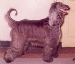 Thumbnail of Shirkhan Of Grandeur