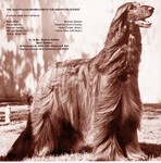 Thumbnail of Shaaltarah Camelthorn