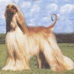 Thumbnail of Wind Against Ace Of Base