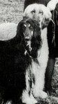 Thumbnail of Alyshan Trailaway Zarghoona Shah