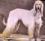 Thumbnail of Barberryhill Charlie