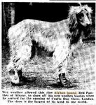 Thumbnail of Red Pathan Of Albaney