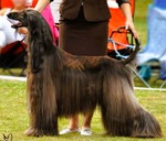 Thumbnail of Tells Elan Sebring The Womanizer