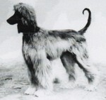 Thumbnail of Rajah Of Arken