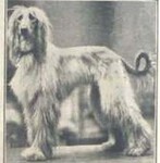 Thumbnail of Chota Sahib