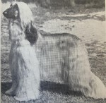 Thumbnail of Tahkira Miss Arabella