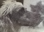 Thumbnail of Saleh Bey Of Khorrassan