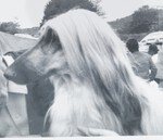 Thumbnail of Kazah Asshra