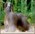 Thumbnail of Qamari's Rainbow Rider