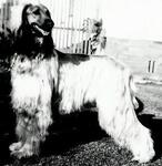 Thumbnail of El Tazzi Genghis Khan