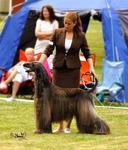 Thumbnail of Tells Elan Sebring The Womanizer