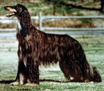 Thumbnail of Aly Baba Of Scheherezade