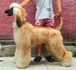 Thumbnail of Paris De Cuba Dakota