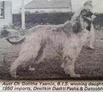 Thumbnail of Golitha Yasmin