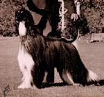 Thumbnail of Kabik's The Front Runner