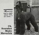Thumbnail of Scarabet's Majic Maverick