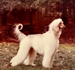 Thumbnail of Zerda Kush Of The East