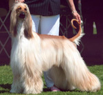 Thumbnail of Pahlavi Sundance Festival