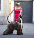 Thumbnail of Harrison Ford Gandamak