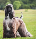 Thumbnail of Harrison Ford Gandamak