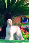 Thumbnail of Princess Chloe del Gran Pamir