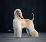 Thumbnail of Wingardium Leviosa