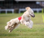 Thumbnail of Sunward Helvetica